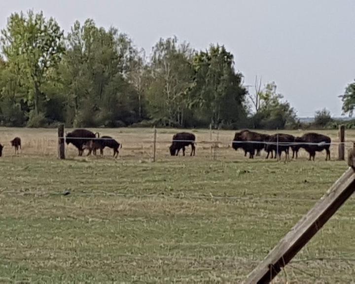 Buffalo Ranch Neukieritzsch